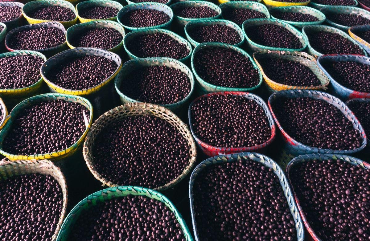 Bacche di acai in ceste al mercato