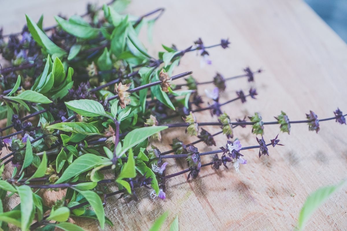 Basilico thailandese con gambi viola
