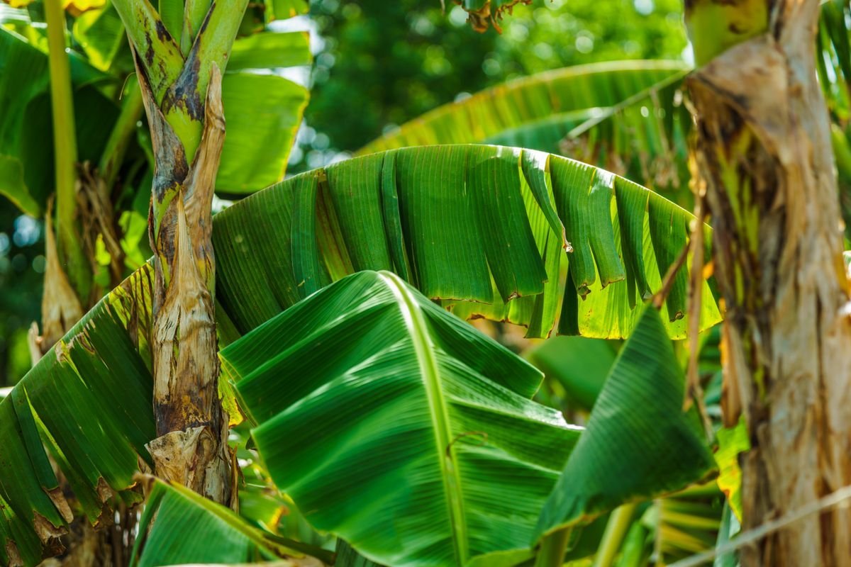Foglie di banano verdi