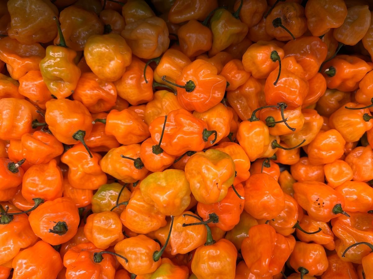 Peperoncini habanero arancioni