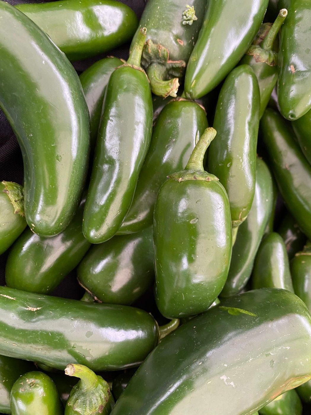 Peperoncini jalapeno verdi freschi