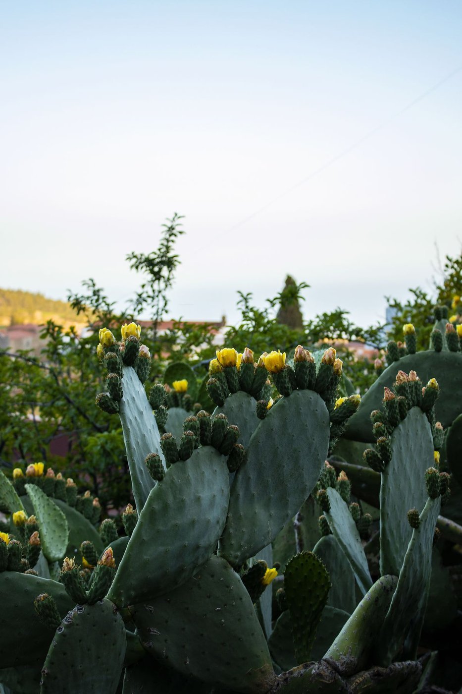 Pale di nopal (fico d India) con fiori