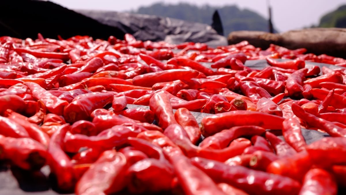 Peperoncini rossi essiccati al sole
