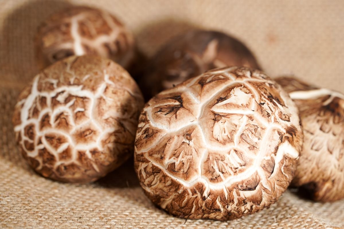 Funghi shiitake secchi